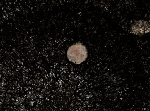 Stylochus ellipticus