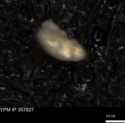 undet. Foraminiferida