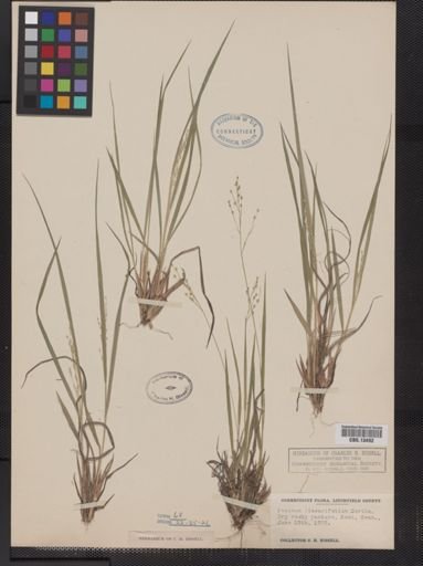 Panicum linearifolium