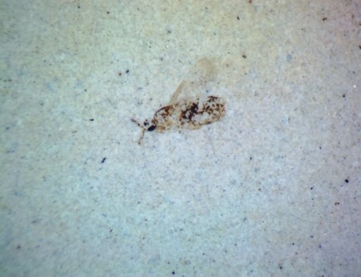 undet. Diptera