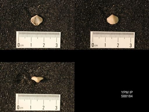 Zygospira modesta
