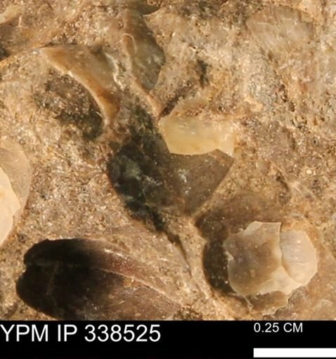 Protocardia subquadrata