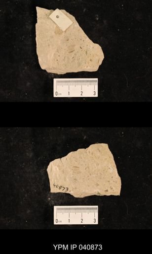 Liomopteridae