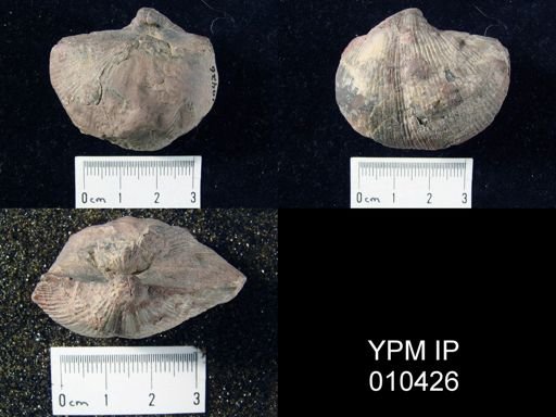 Spirifer striatus