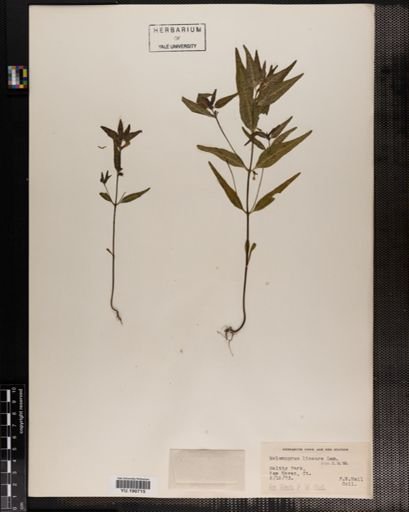 Plantae
