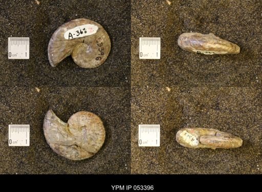 Discoscaphites conradi