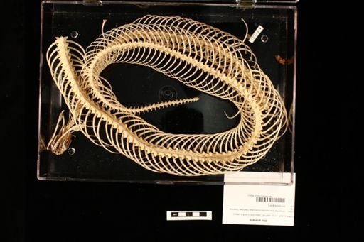 Bitis arietans