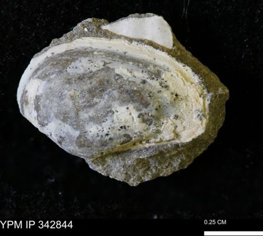 Nuculana sp.