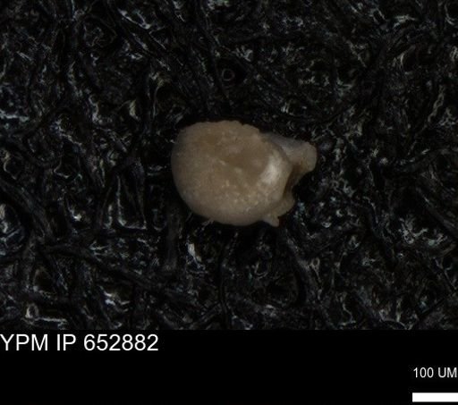 undet. Foraminiferida