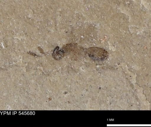 undet. Hymenoptera
