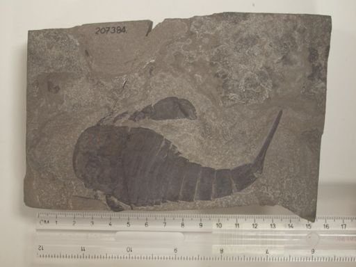 Eurypterus sp.