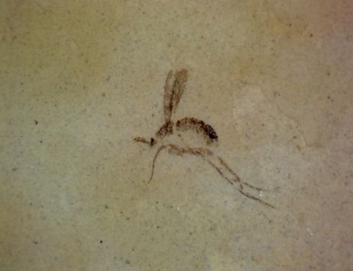 undet. Diptera