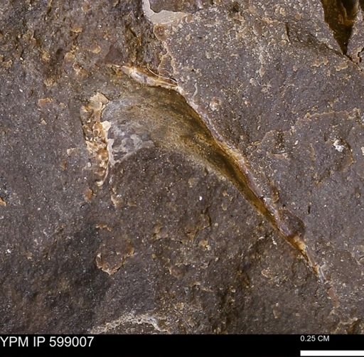 undet. Mollusca