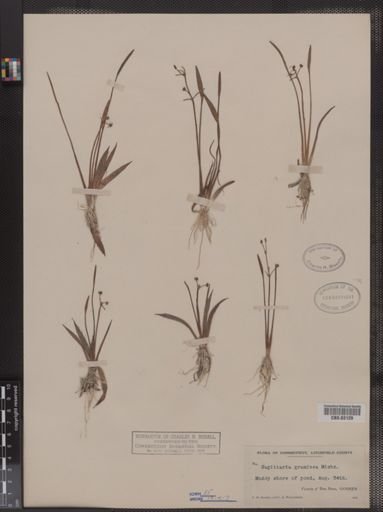 Sagittaria graminea