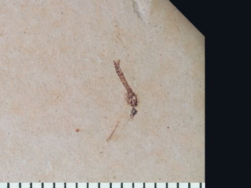 undet. Tipulidae