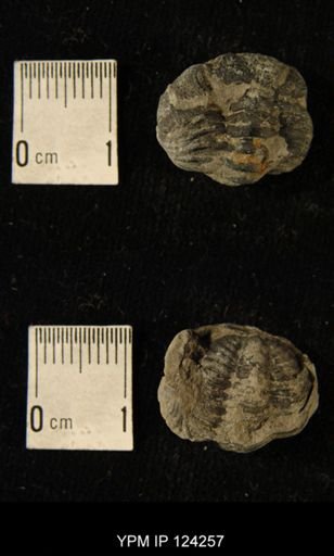 Phacops rana
