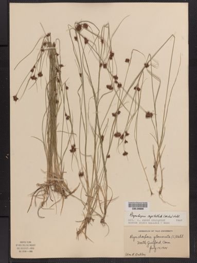 Rhynchospora glomerata
