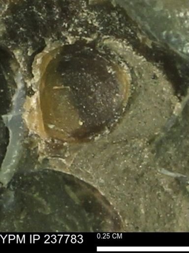 undet. Bivalvia