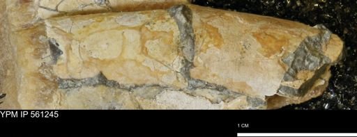 Baculites sp.