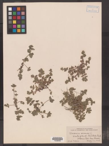 Veronica arvensis