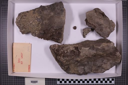 mixed taxa, stratigraphic collection