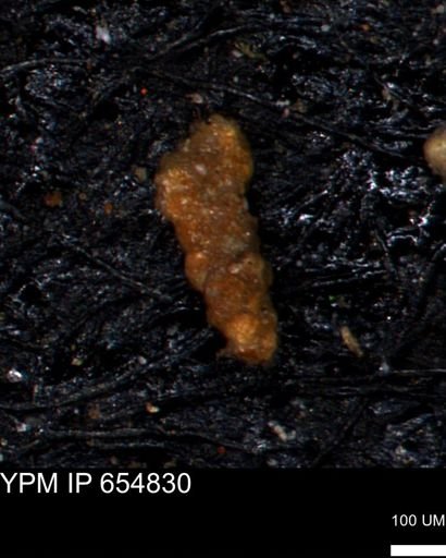 Verneuilinoides hectori