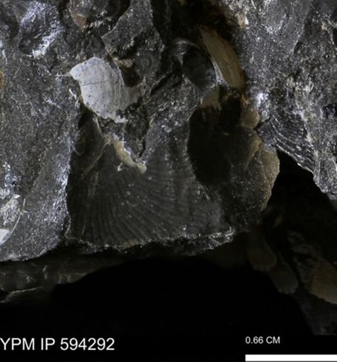 Protocardia sp.