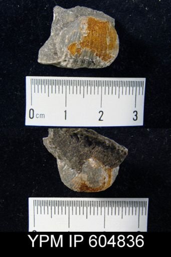 Marginifera?