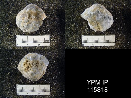 Enteletes lioumbonus