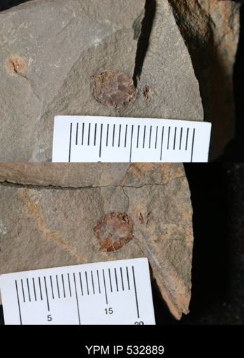 undet. Echinodermata