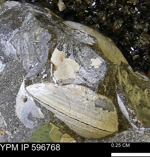 undet. Bivalvia