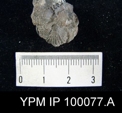 Camarotoechia glomerosa