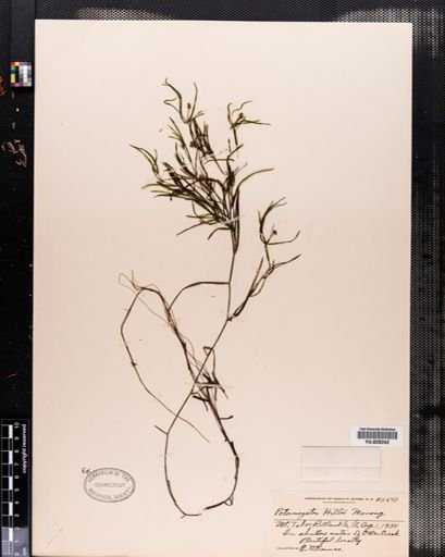 Potamogeton hillii