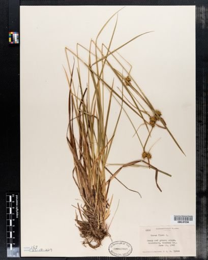 Carex flava