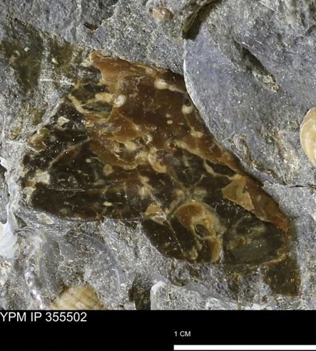 undet. Scaphitidae