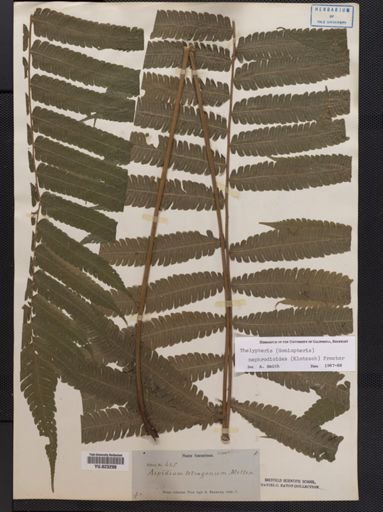 Thelypteris