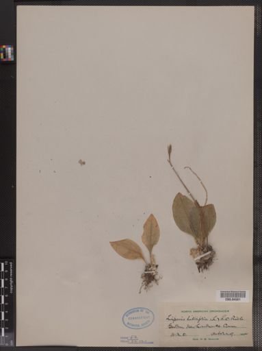 Liparis liliifolia
