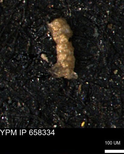 Verneuilinoides kansasensis