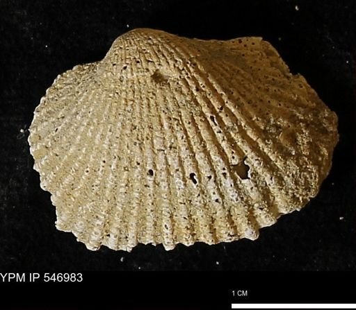 Scapharca transversa