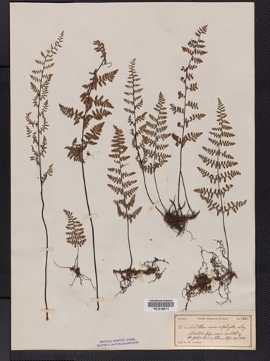 Cheilanthes