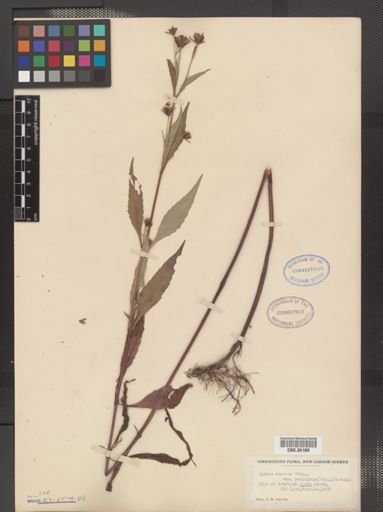 Bidens connata var. petiolata