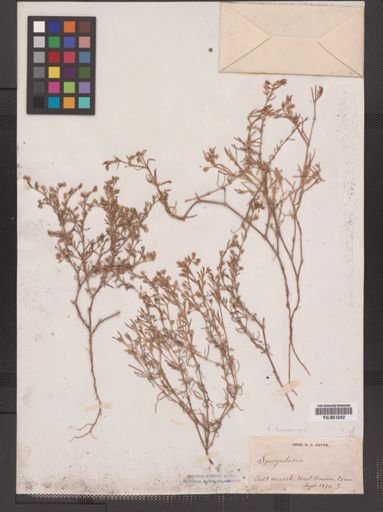 Spergularia marina