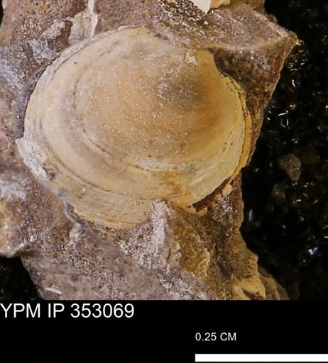 Limopsis striatopunctatus