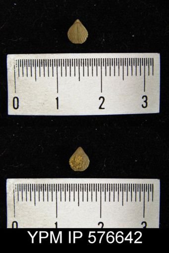 Homeospira sp.