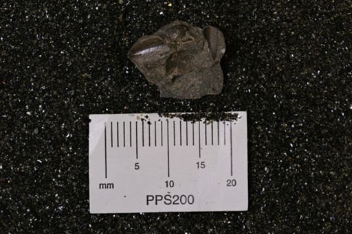 Protocardia