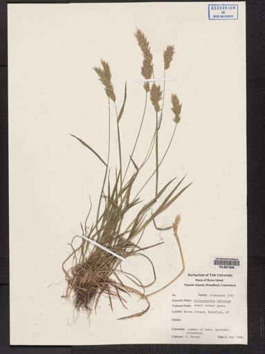 Anthoxanthum odoratum