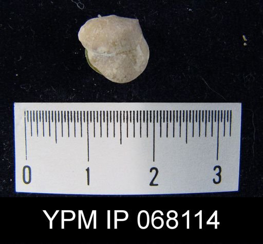 Stropheodonta sp.