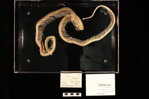 Morelia viridis
