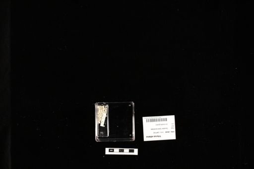 Triturus vittatus