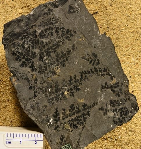 Sphenopteris hoenninghausi